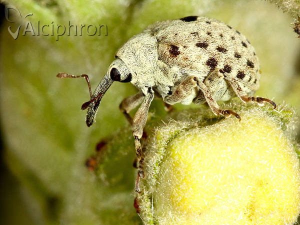 Cionus olivieri