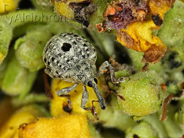 Cionus thapsus