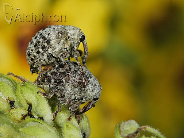 Cionus thapsus