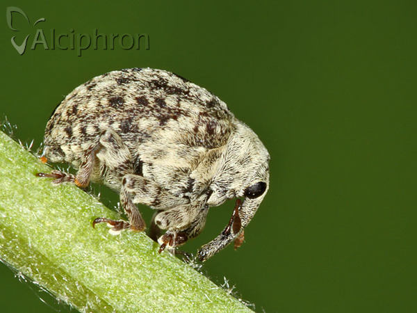 Cionus thapsus
