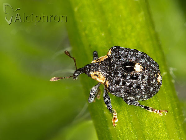 Cionus tuberculosus