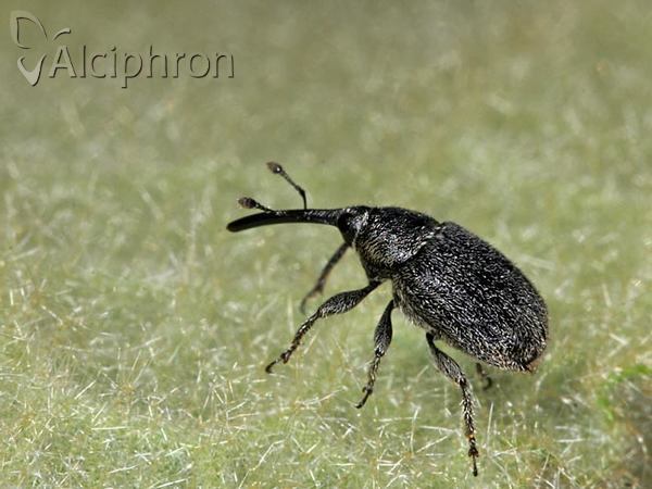 Rhinusa asellus