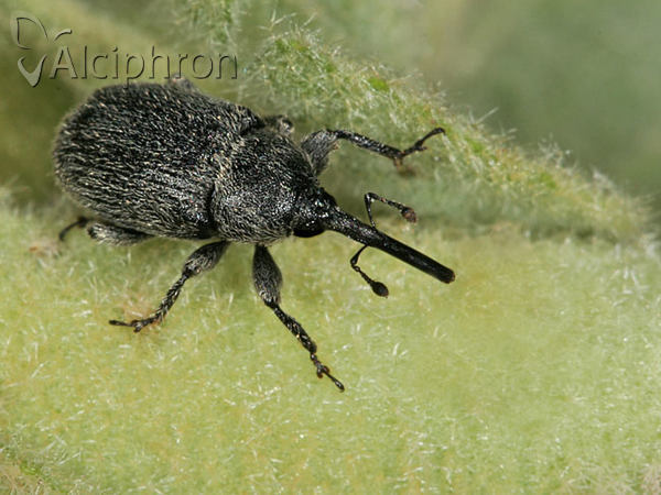 Rhinusa asellus