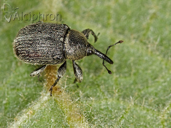 Rhinusa asellus