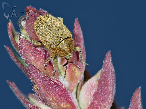 Rhinusa neta