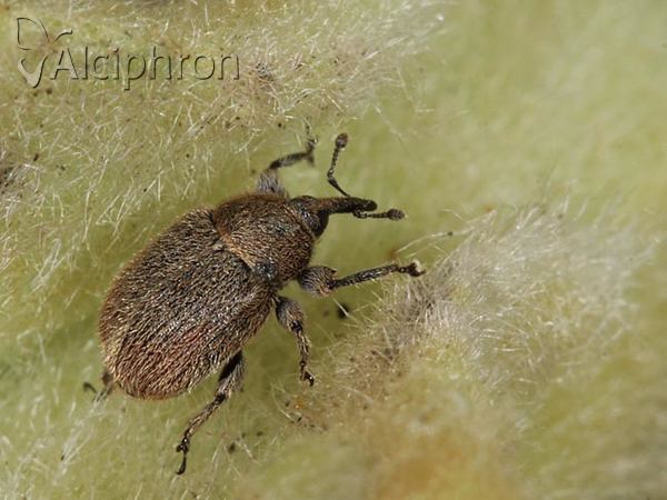 Rhinusa tetra