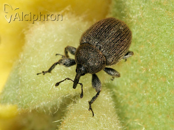 Rhinusa tetra