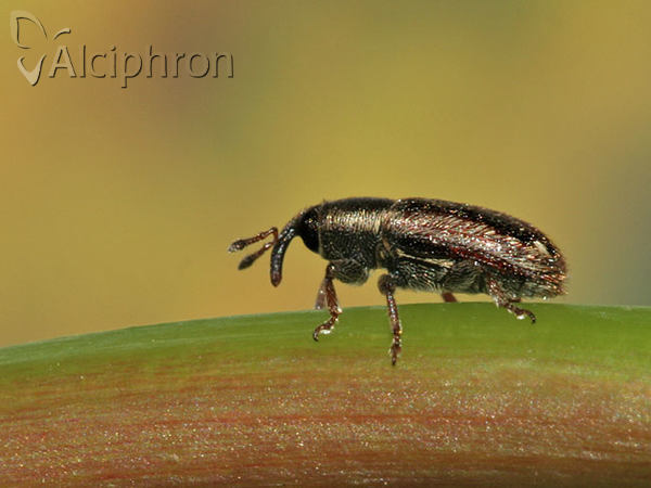 Mecinus circulatus