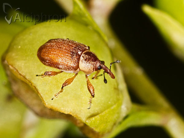 Gymnetron villosulum