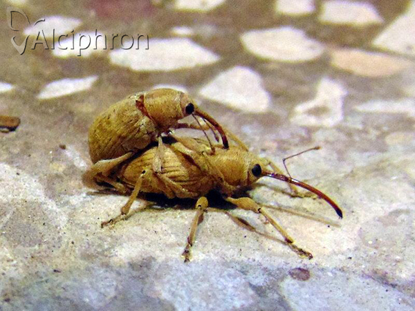 Curculio propinquus