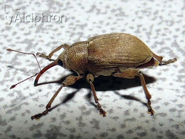 Curculio propinquus