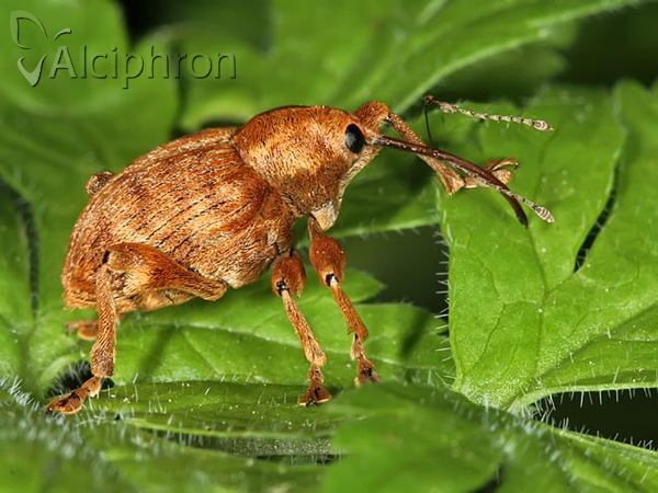 Curculio pellitus