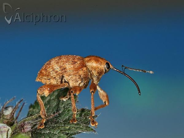 Curculio pellitus