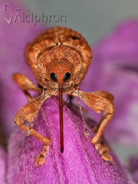 Curculio pellitus