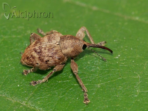 Curculio venosus