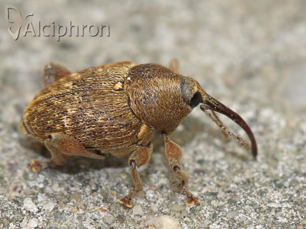 Curculio nucum