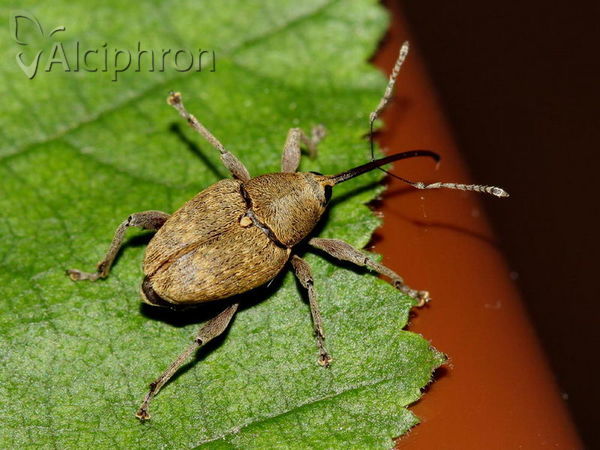 Curculio nucum