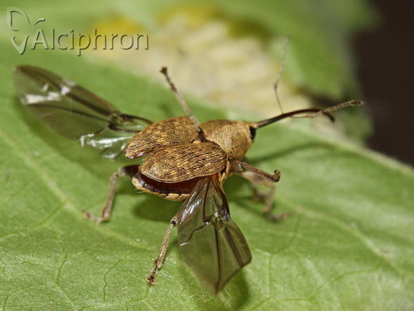 Curculio nucum