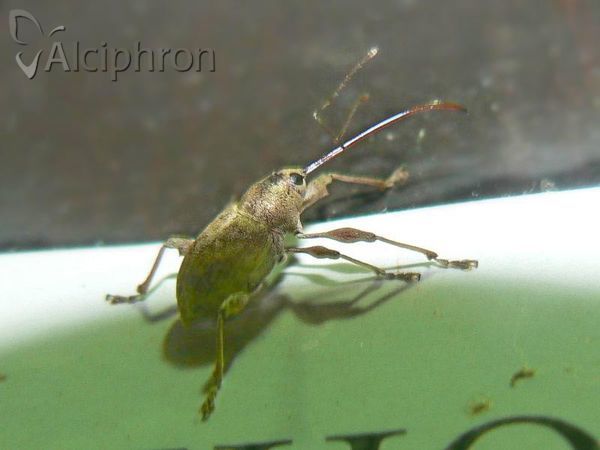 Curculio nucum