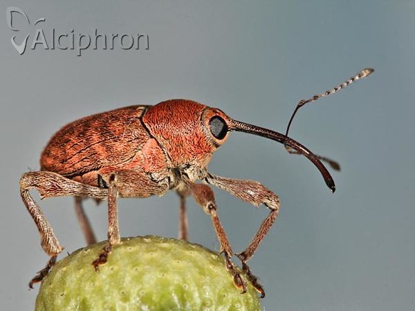 Curculio glandium