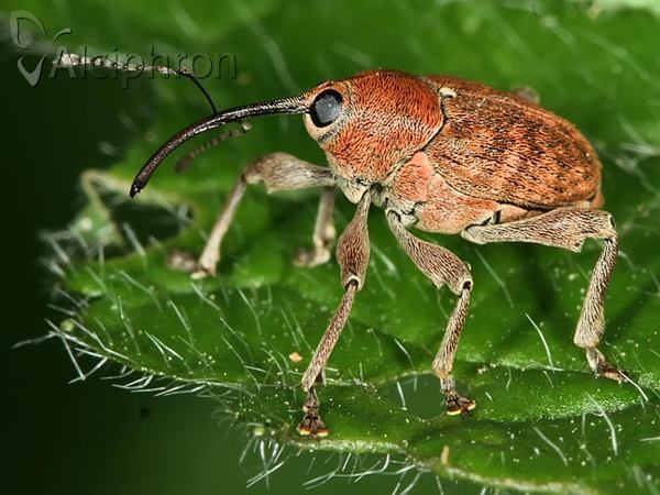 Curculio glandium