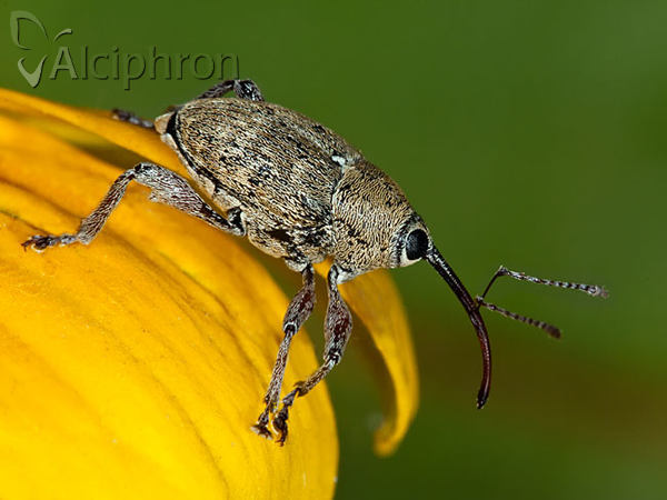 Curculio glandium