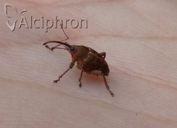 Curculio glandium
