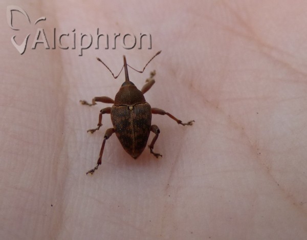 Curculio glandium