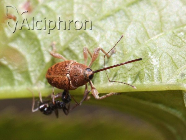 Curculio glandium
