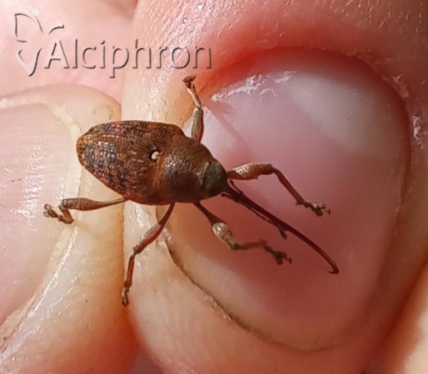 Curculio glandium