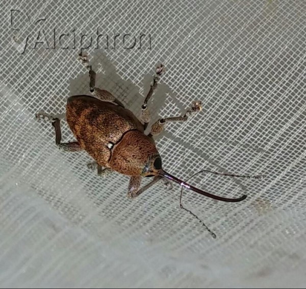 Curculio betulae
