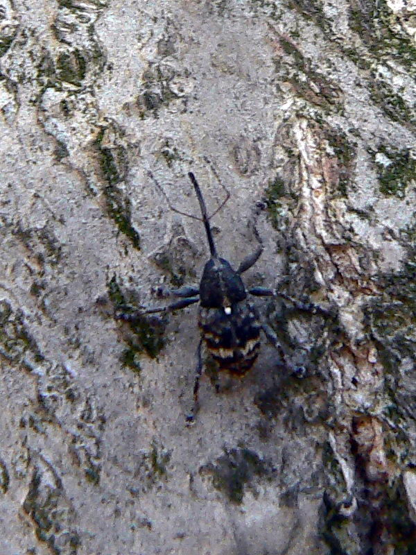 Curculio villosus