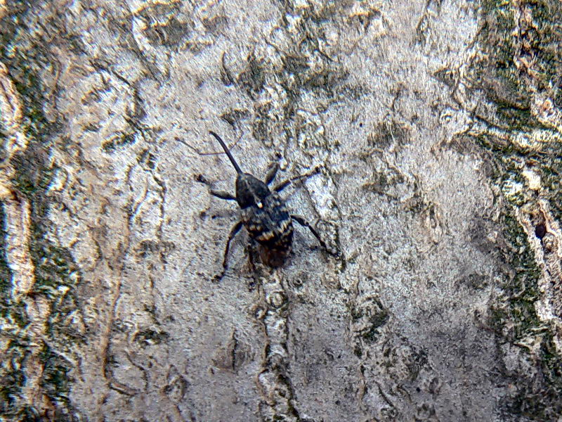 Curculio villosus