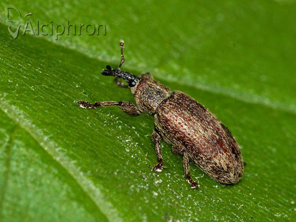 Bradybatus seriesetosus