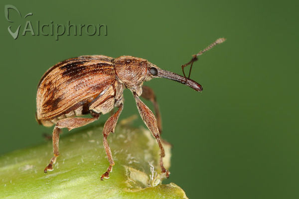 Anthonomus rectirostris