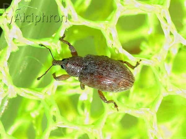 Ellescus scanicus