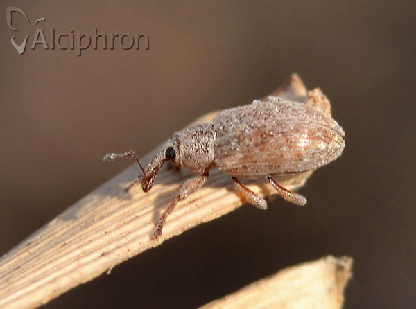 Ellescus scanicus