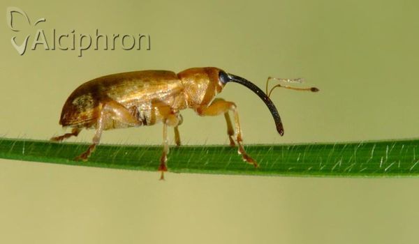 Dorytomus longimanus