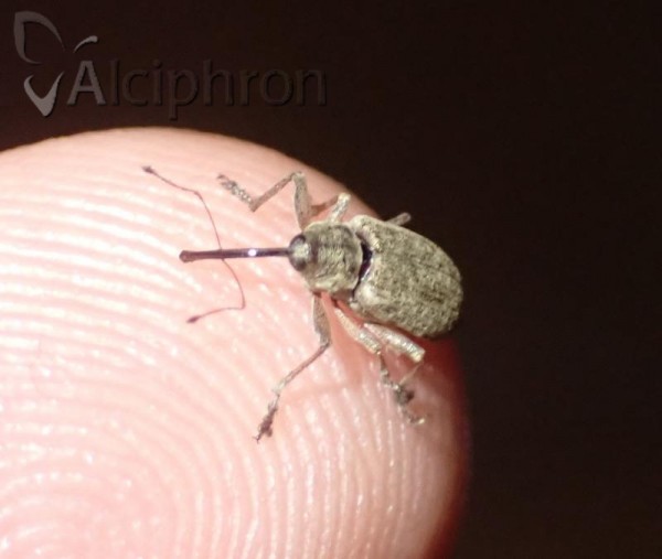 Dorytomus longimanus