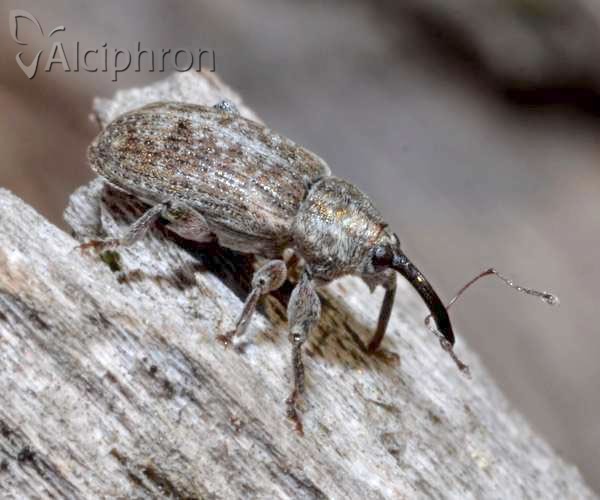 Dorytomus tremulae