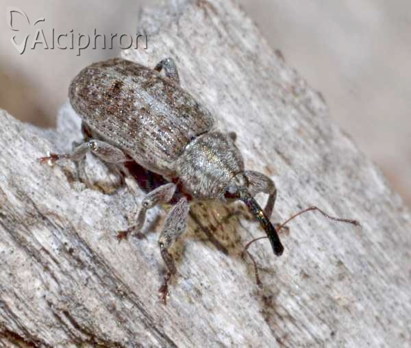 Dorytomus tremulae