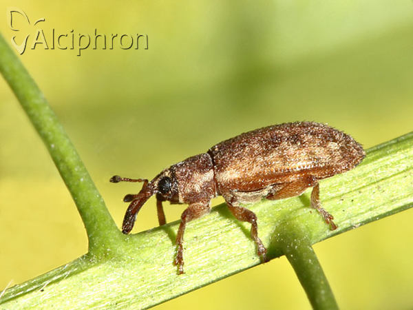 Dorytomus hirtipennis