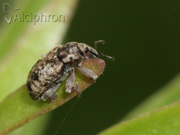 Dorytomus ictor