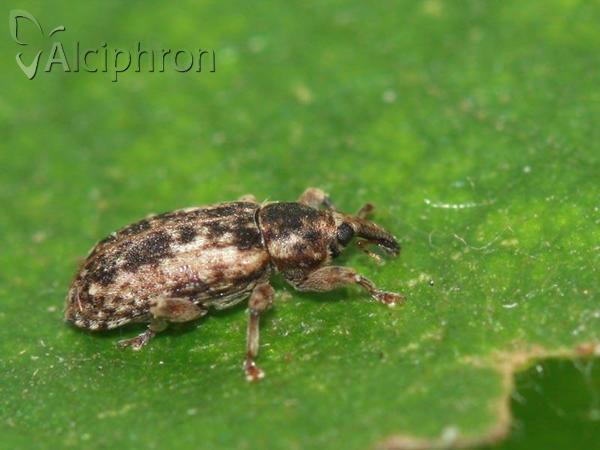 Dorytomus ictor