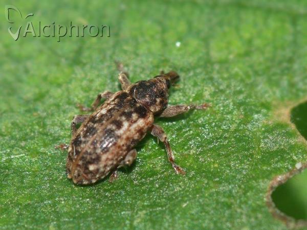 Dorytomus ictor