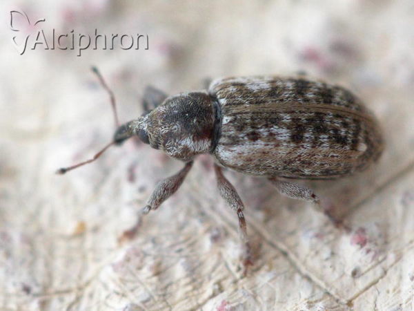 Dorytomus ictor
