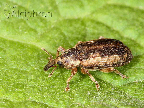 Dorytomus occalescens