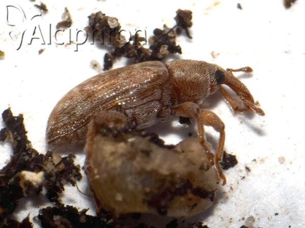 Dorytomus puberulus
