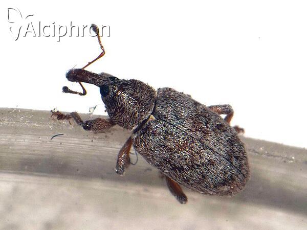 Dorytomus rufatus