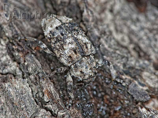 Cryptorhynchus lapathi